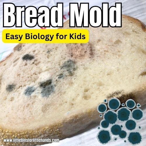 Bread Mold Experiment