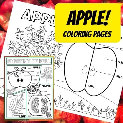 Parts Of An Apple Printable