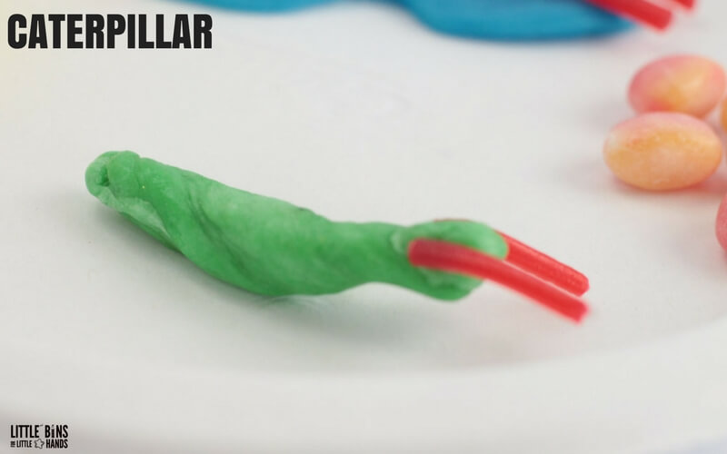 Edible Butterfly Life Cycle Science Activity Stage 2 Caterpillar