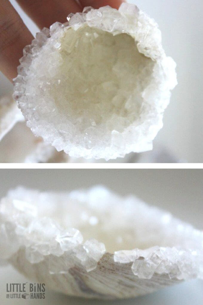 Crystal Seashells Borax Crystals Summer Science Activity