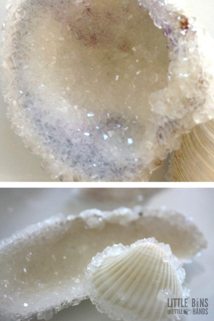 Crystal Seashells Borax Crystal Growing Experiment