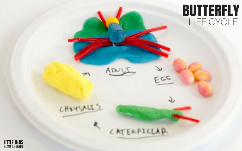Edible Butterfly Life Cycle Science Activity and Candy science STEM activity