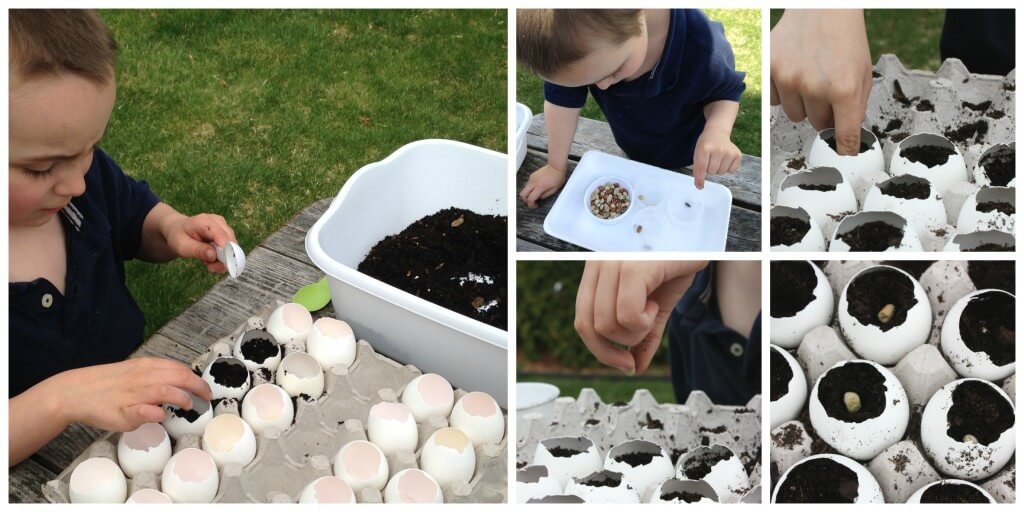 plant activities - plant seeds in eggshells