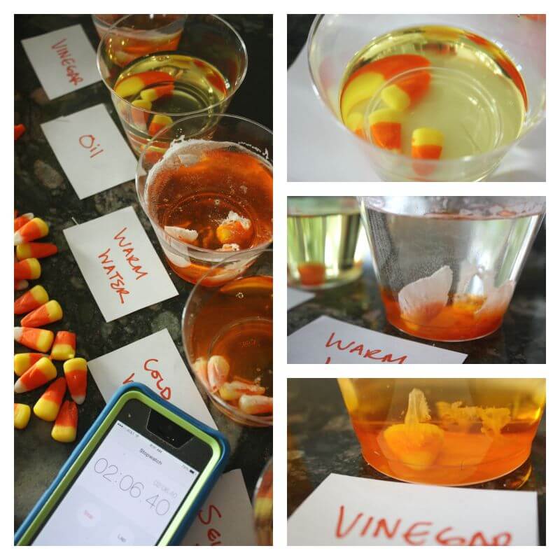 Candy Corn Experiment For Fall Science