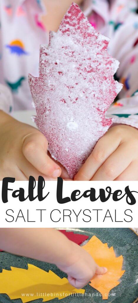 Yay! It's fall and soon the leaves will be changing and turning brilliant shades of yellows, reds, and oranges! I can't wait but until them, we can totally try out leaf themed science activities like this salt crystal leaves science experiment perfect for young kids. Growing salt crystals is a really fun and simple kitchen science style experiment you can do either at home or in the classroom. Simple science and STEM is our favorite no matter what the season.