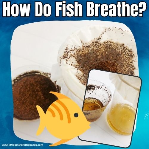 How Do Fish Breathe Underwater?