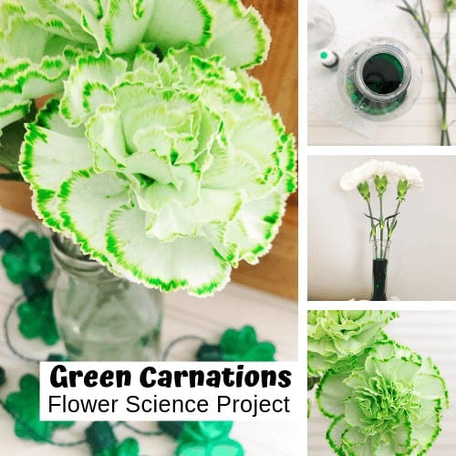st patricks day activities for kids - color changing carnations