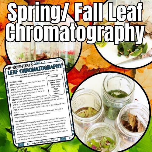 Leaf Chromatography Experiment