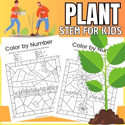 Plant Life Cycle Color By Number