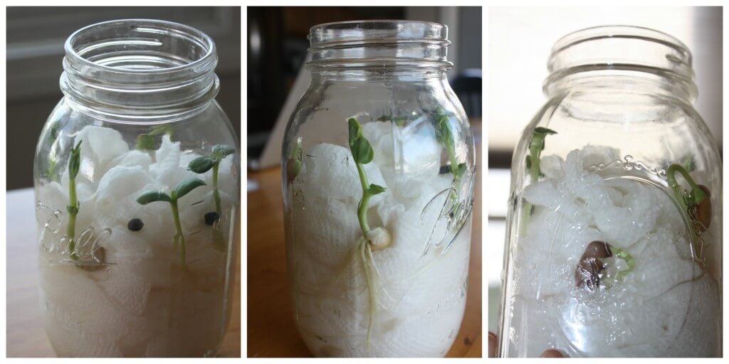 Seed Jar Growing 4