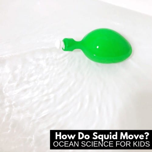 Squid Locomotion Activity For Kids