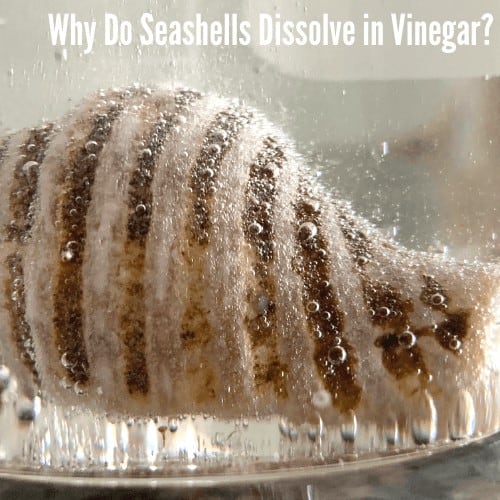 Seashells In Vinegar Ocean Experiment